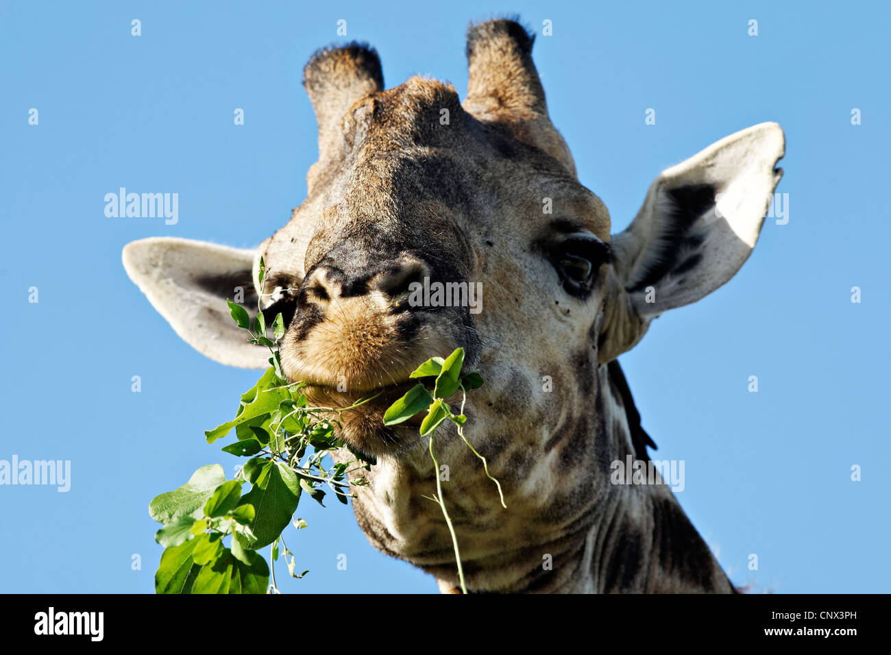 Head Facial Portrait of a Giraffe ( Giraffa Camelopardalis ), Kruger National Park, South Africa Stock Photo