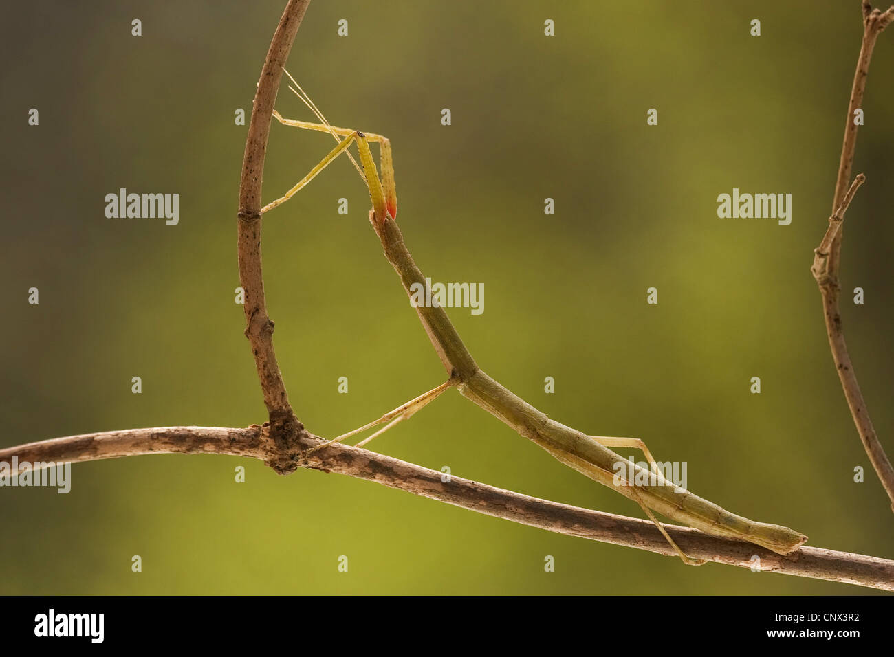 Indian stick insect, laboratory stick insect (Carausius morosus), mal sitting on a stick Stock Photo