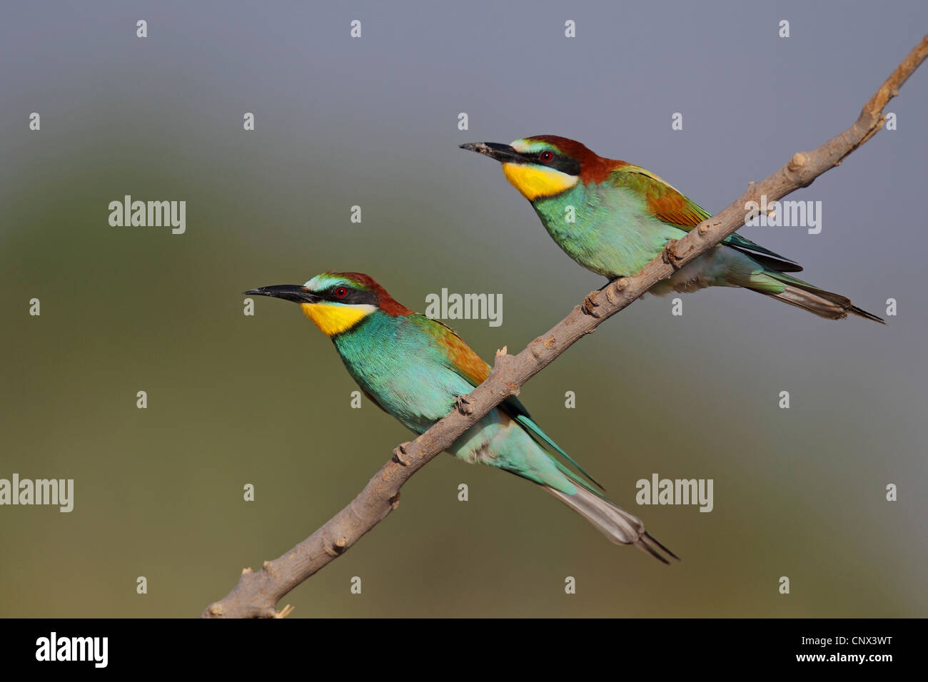 Two european bee eaters apiaster sitting side by side on branch hi-res ...