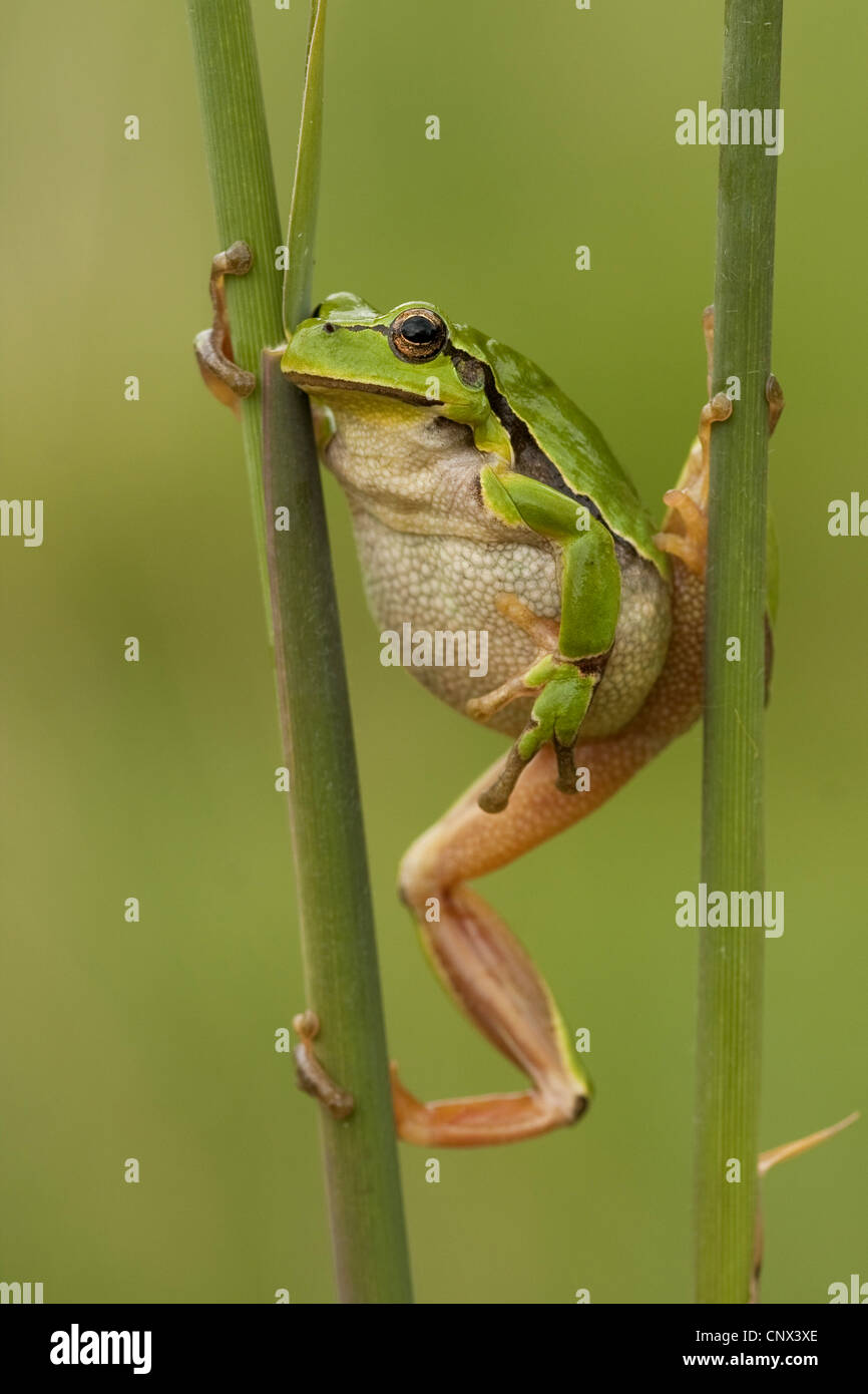 Grasping a reed hi-res stock photography and images - Alamy