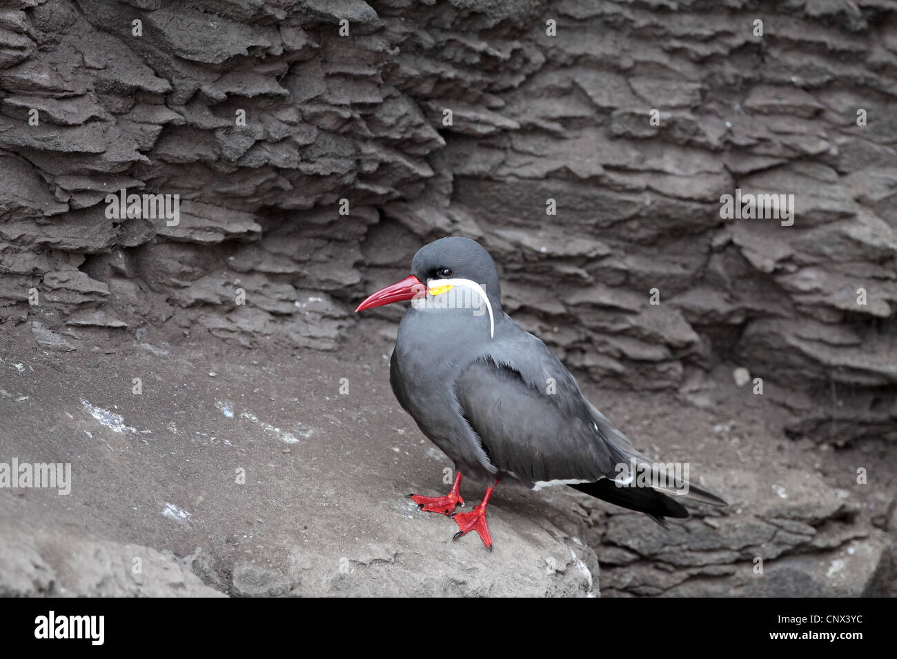 Inca Tern, larosterna inca Stock Photo