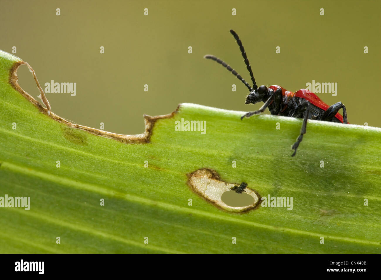 lily beetle (Lilioceris lilii), sitting on a Lily leaf, Germany ...