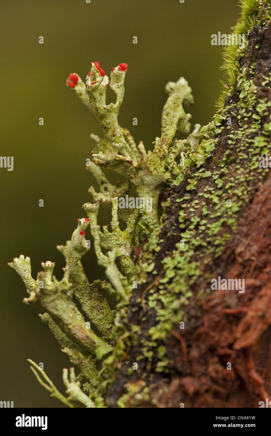Caldonia (Cladonia spec.), with red apothecia, Germany, Rhineland-Palatinate Stock Photo