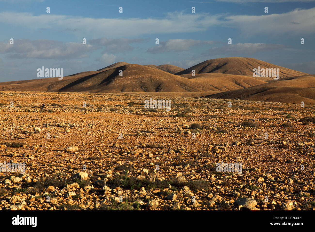 rocky desert with succulent plants, Canary Islands, Fuerteventura, Tindaya Stock Photo