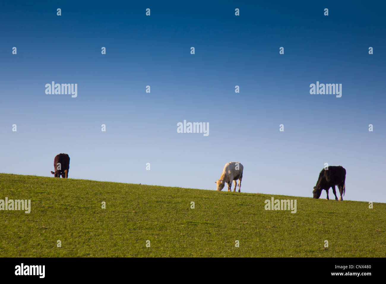 Cattle grazing on an Anglesey hillside Stock Photo Alamy
