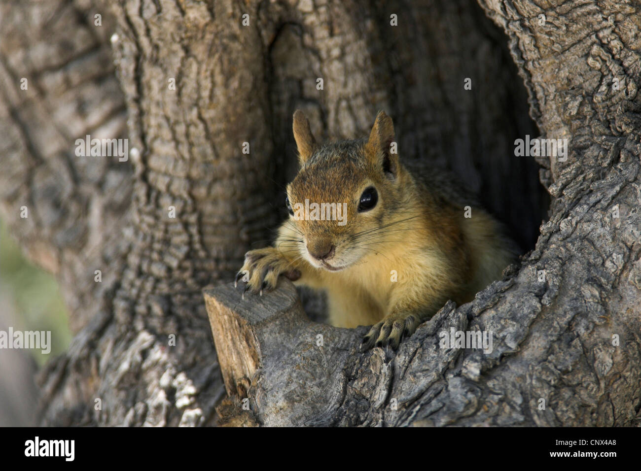 Persian Squirrel (Sciurus anomalus), looking out of a olive tree hole, Greece, Lesbos Stock Photo