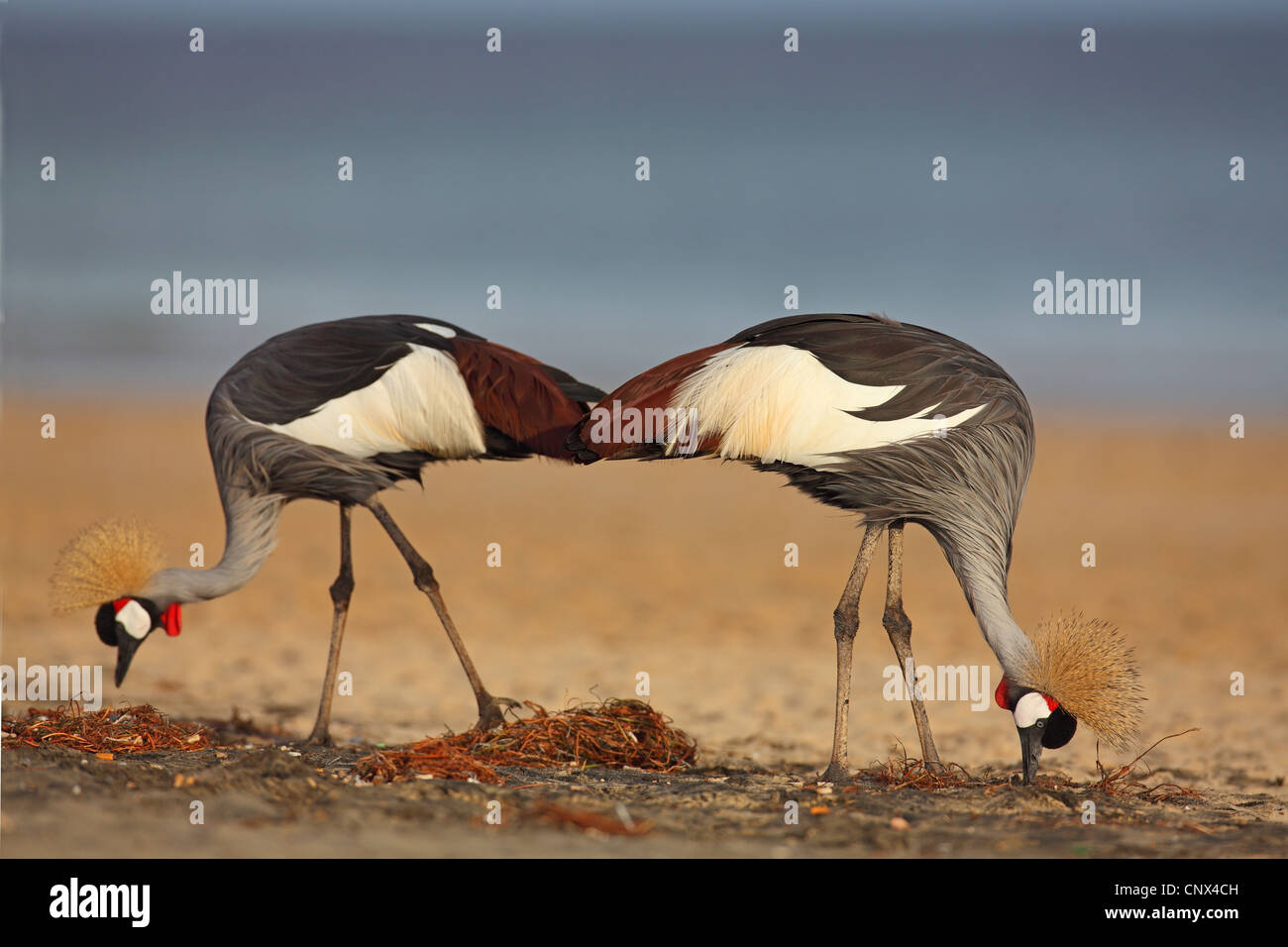 crowned crane (Balearica pavonina), pair on the feed on the beach, Canary Islands, Fuerteventura Stock Photo