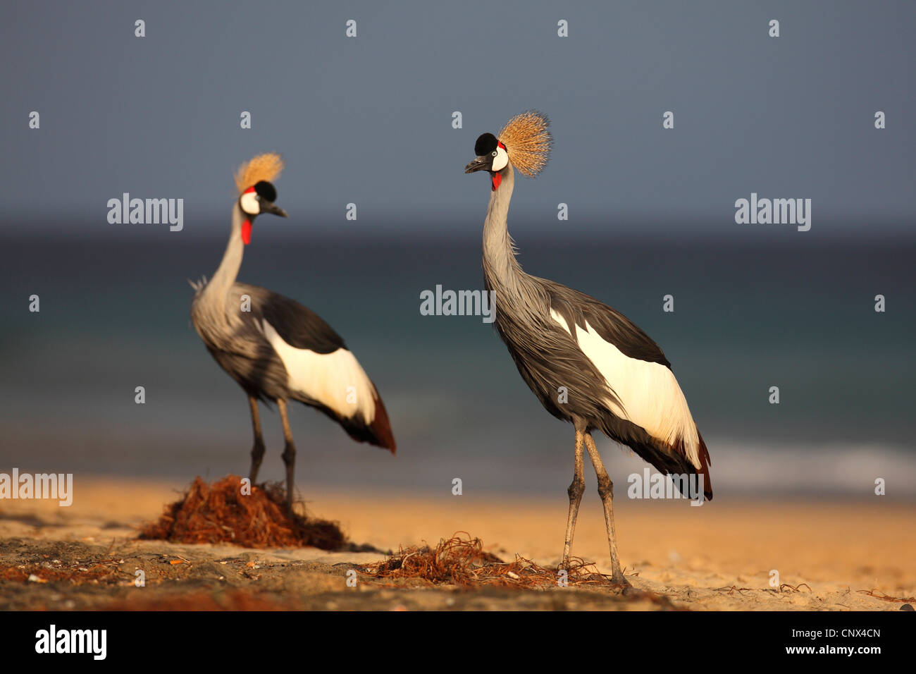crowned crane (Balearica pavonina), pair on the beach, Canary Islands, Fuerteventura Stock Photo