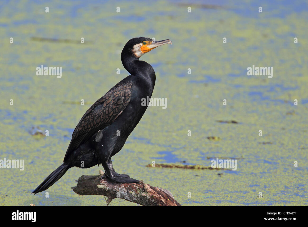 great cormorant (Phalacrocorax carbo), portrait, Greece, Kerkini-See Stock Photo