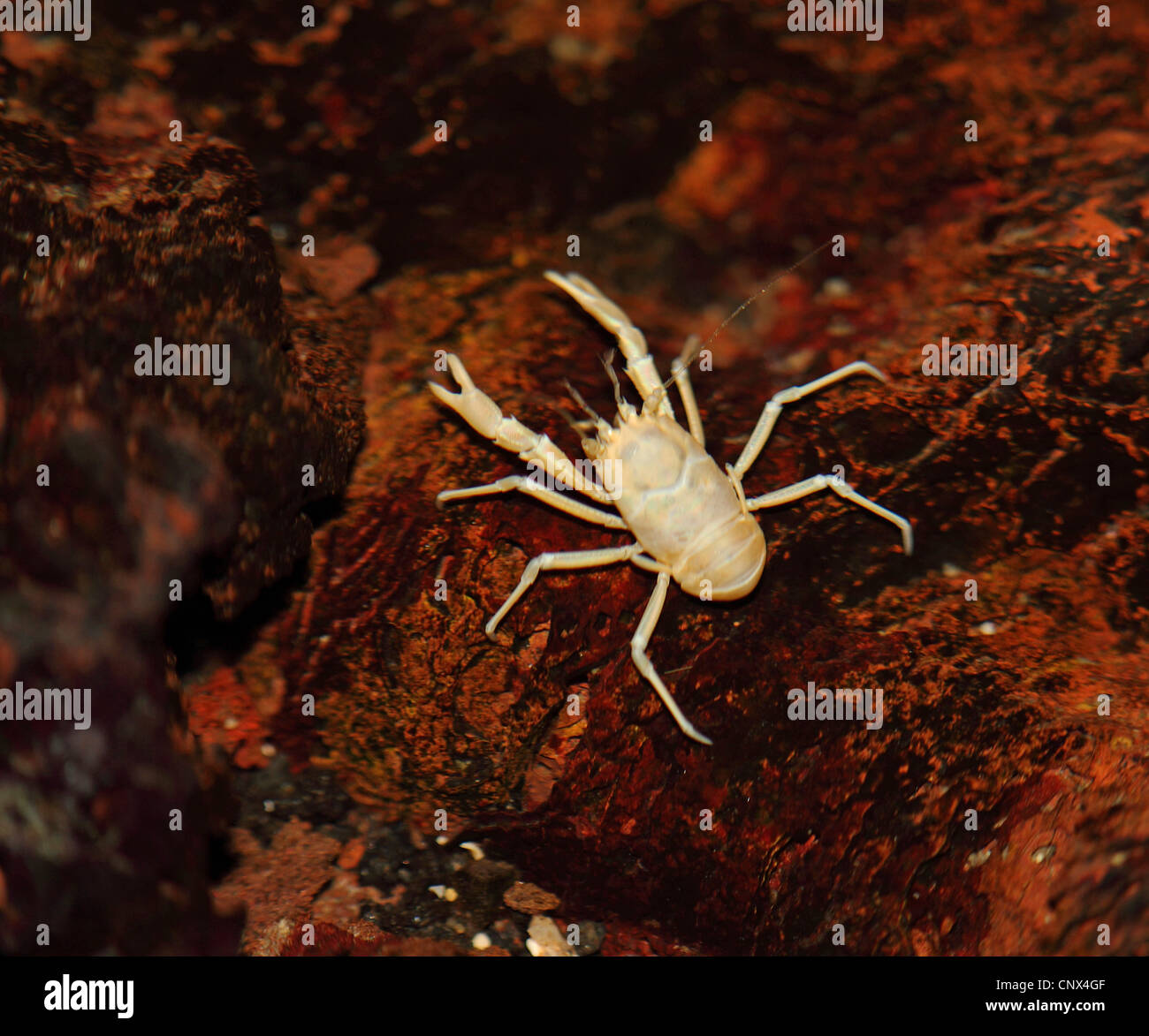 Anchialine crab (Munidopsis polymorpha.), endemit of Lanzarote, Canary Islands, Lanzarote Stock Photo