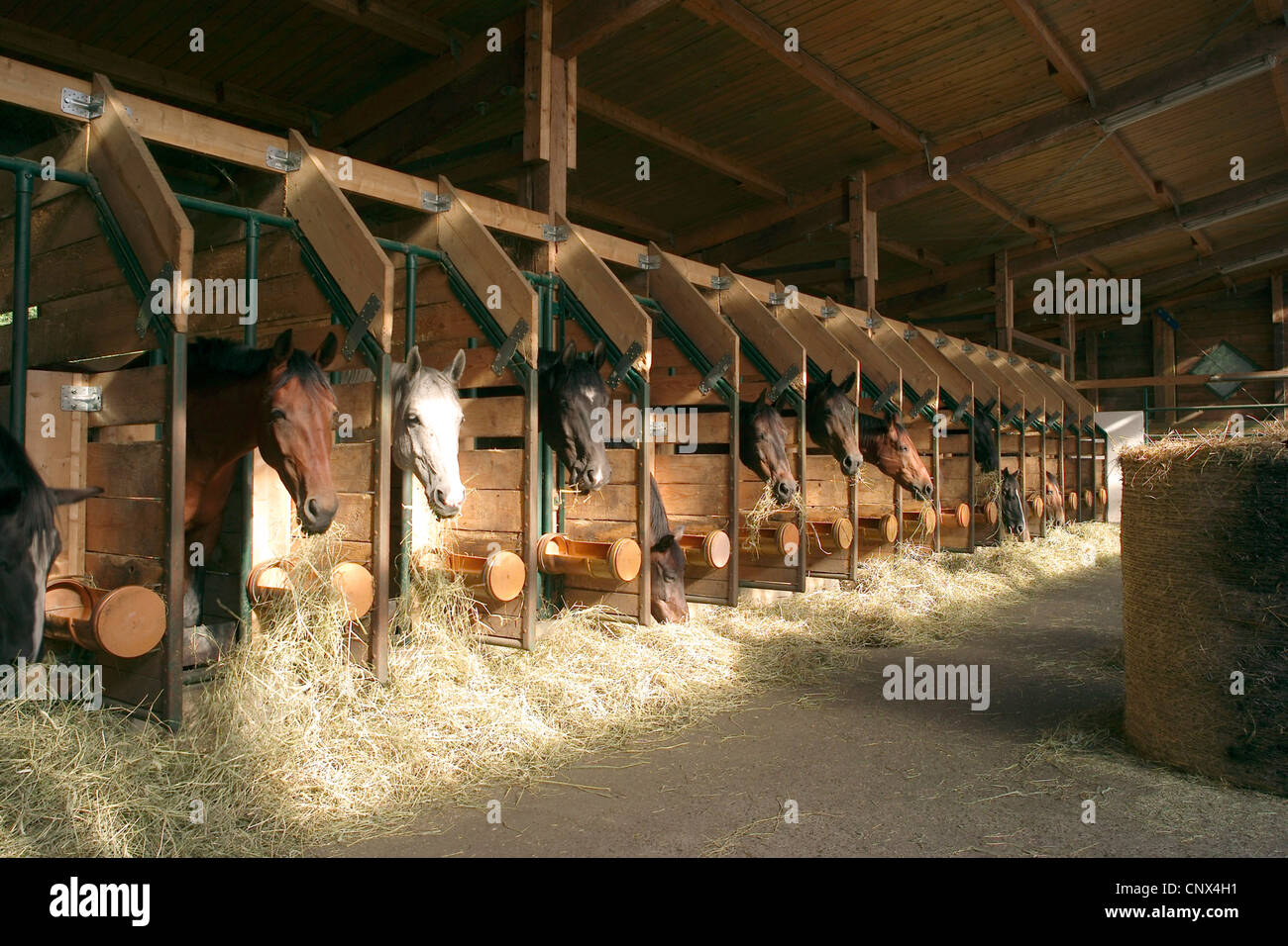 Stable Germany domestic horse (Equus przewalskii f. caballus), horses in a horse ...