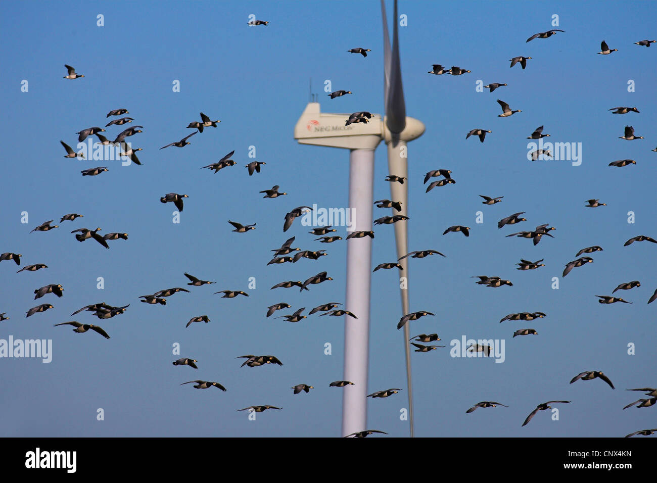 barnacle goose (Branta leucopsis), flock flying in front of a wind wheel, Netherlands, Frisia Stock Photo