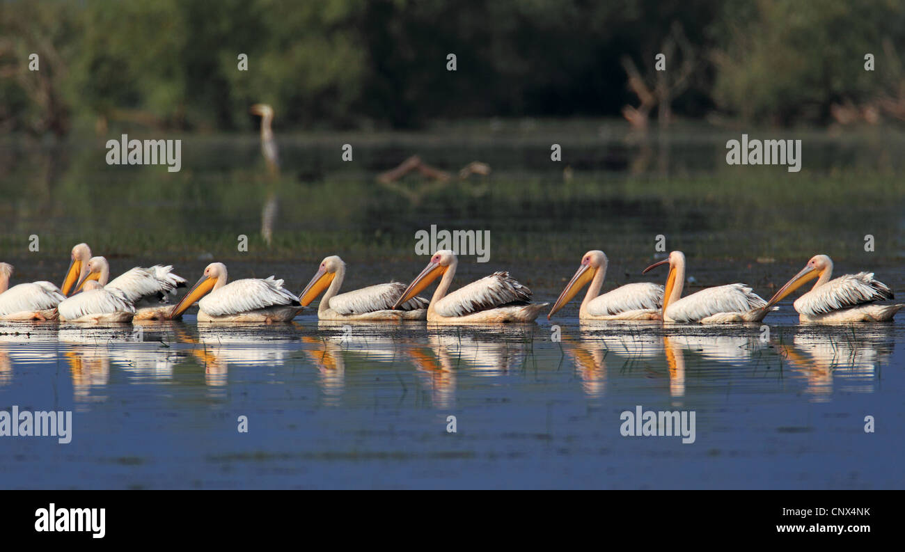 eastern white pelican (Pelecanus onocrotalus), flock swimming, Greece, Kerkini-See Stock Photo