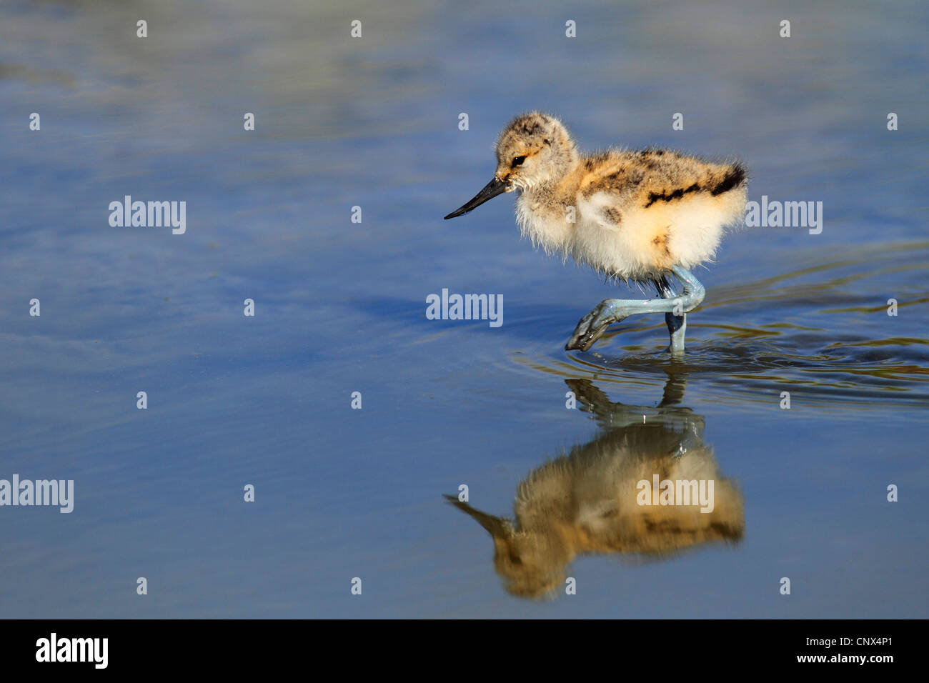 pied avocet (Recurvirostra avosetta), chick, looking for food, mirror image, Netherlands, Texel Stock Photo