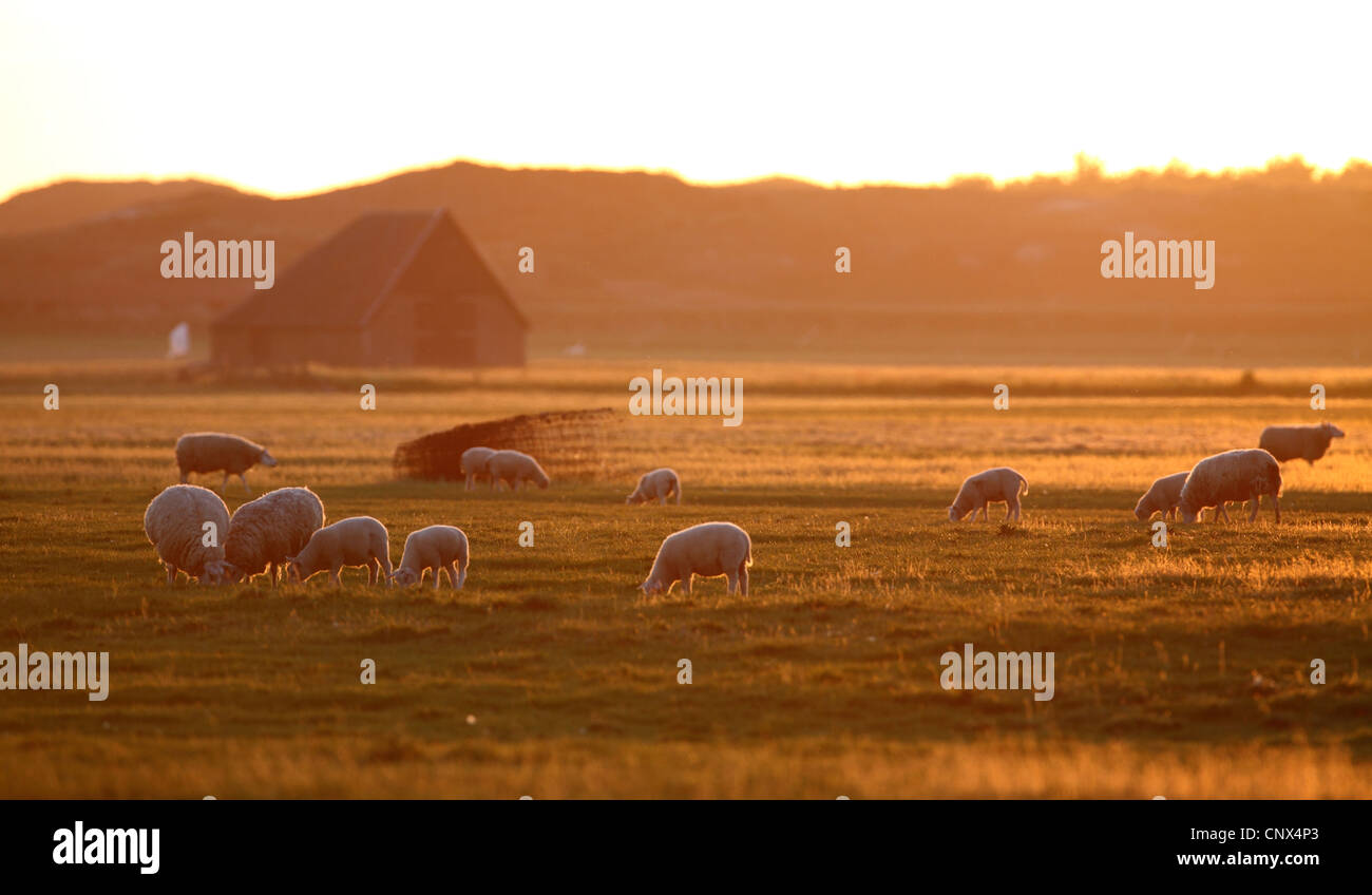 Texel sheep (Ovis ammon f. aries), sheep in back light at sunset, Netherlands, Texel, Den Hoorn Stock Photo