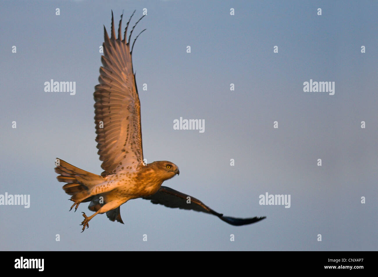 short-toed eagle (Circaetus gallicus), flying , Spain, Andalusia, Coto Donana Nationalpark Stock Photo