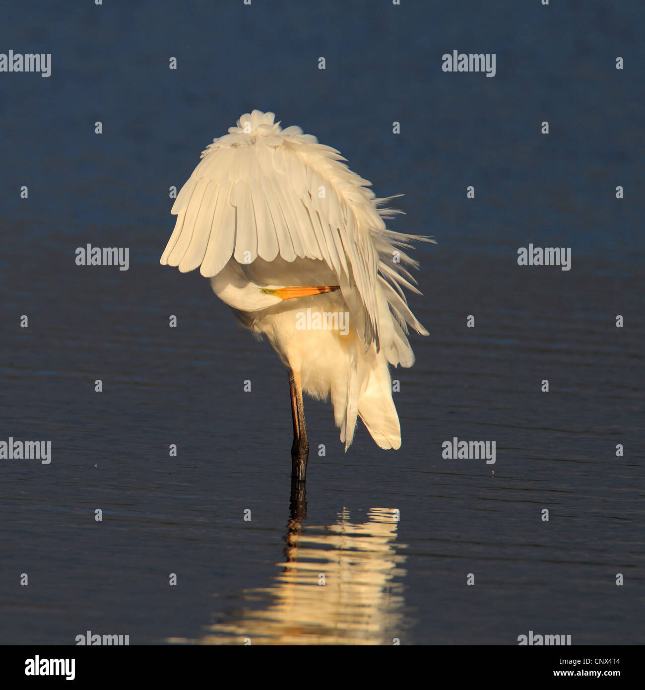 great egret, Great White Egret (Egretta alba, Casmerodius albus, Ardea alba), standing in shallow water cleaning the plumage, Netherlands, Frisia Stock Photo