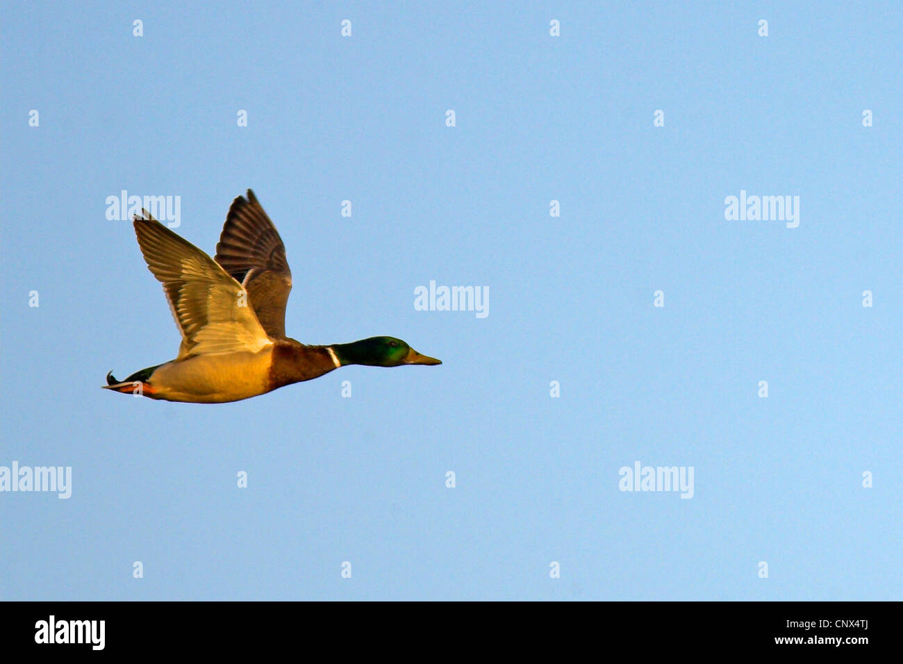 mallard (Anas platyrhynchos), male flying, Netherlands, Gelderland Stock Photo