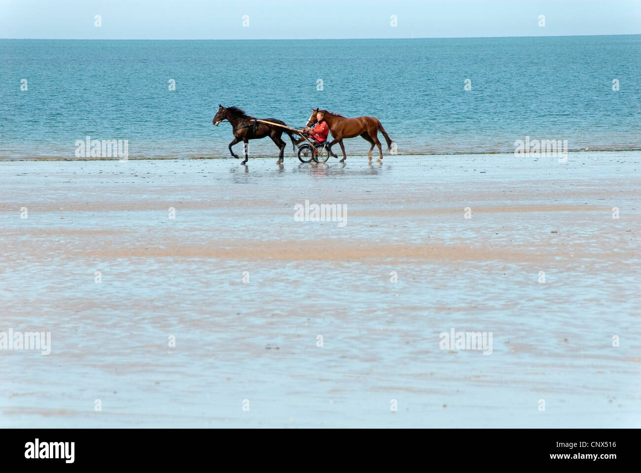 domestic horse (Equus przewalskii f. caballus), man sitting in a sulky pulled by a horse riding along a beach with a second walking beside, France, Vendee Stock Photo