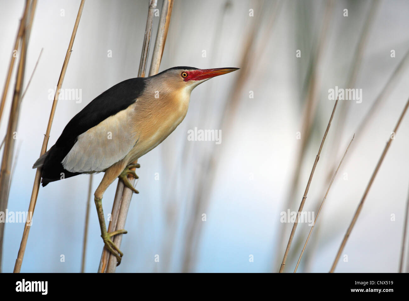 little bittern (Ixobrychus minutus), male in the reed at two bundled ...