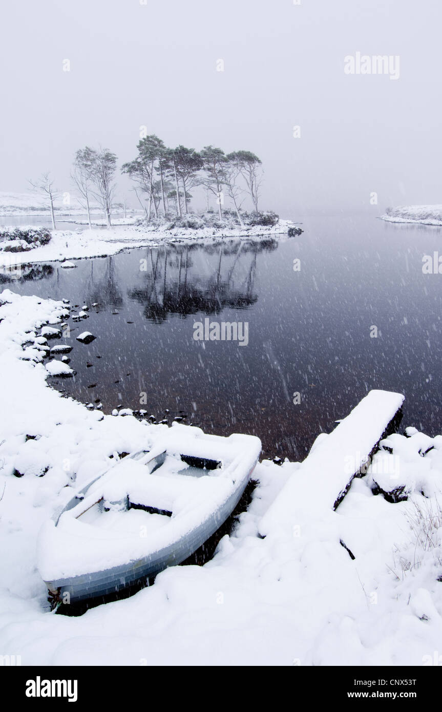 Group of native Scots Pine (Pinus sylvestris) trees and a boat, on the shore of a lake in a snow storm. Loch Assynt, Sutherland. Stock Photo