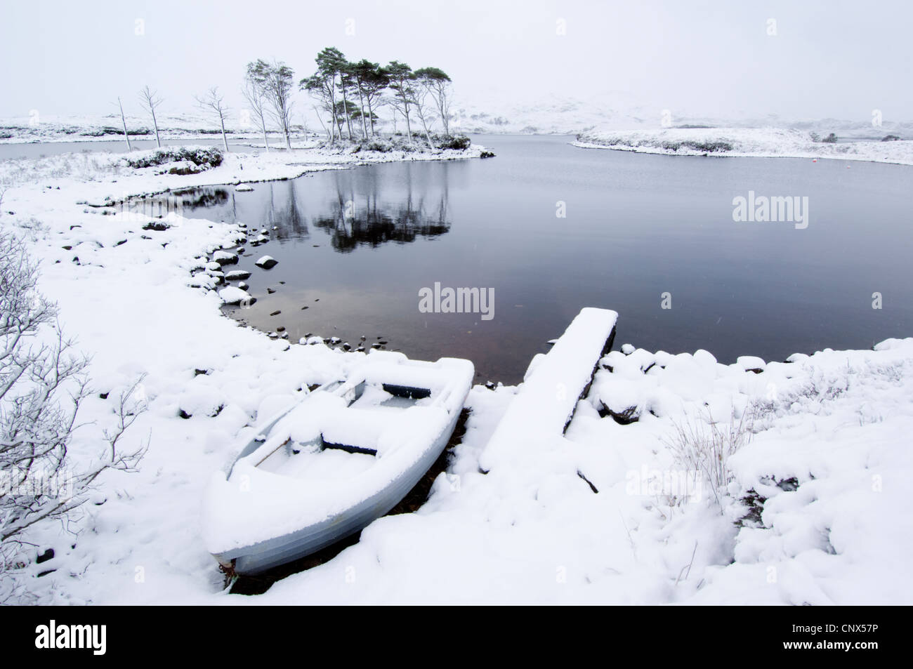 Group of native Scots Pine (Pinus sylvestris) trees and a boat, on the shore of a lake in a snow storm. Loch Assynt, Sutherland. Stock Photo