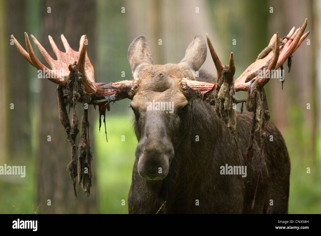 elk, European moose (Alces alces alces), bull with pieces of bast at the antler after rubbing off the velvet, Germany Stock Photo