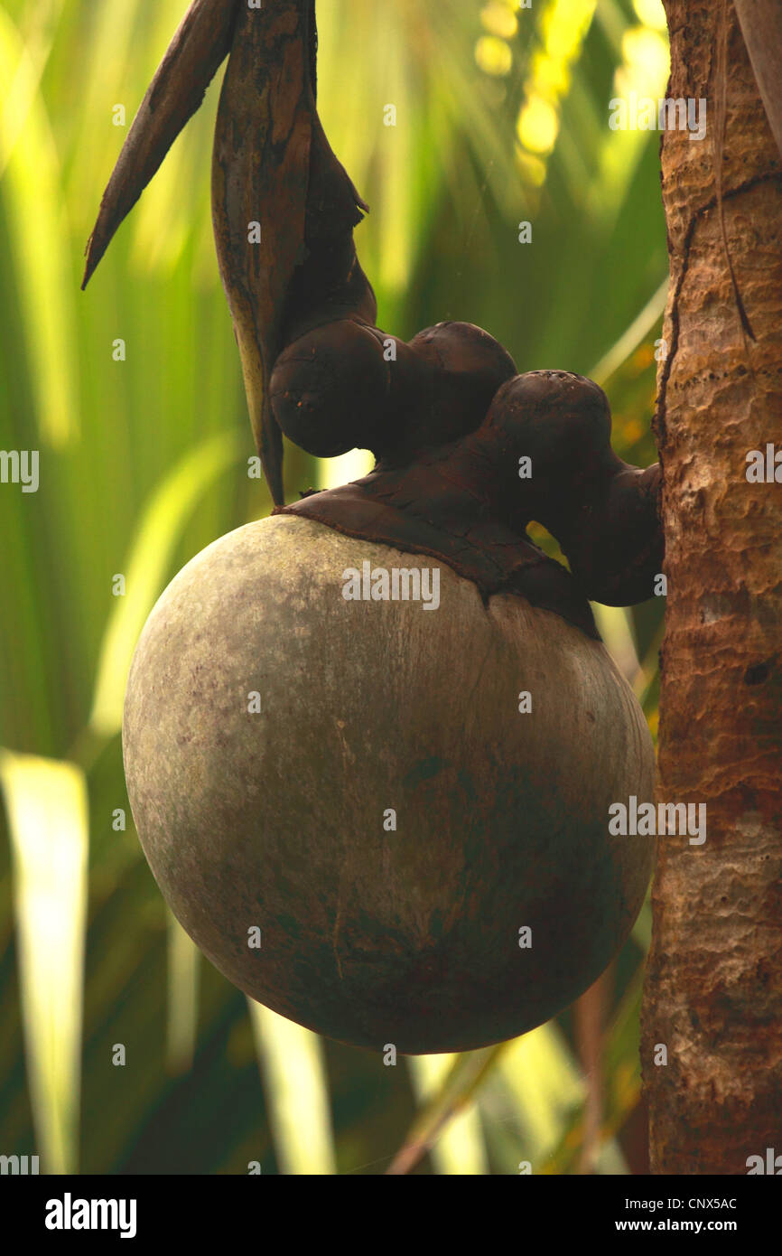 coco de mer, double coconut (Lodoicea maldivica), on a branch, Seychelles, Praslin Stock Photo