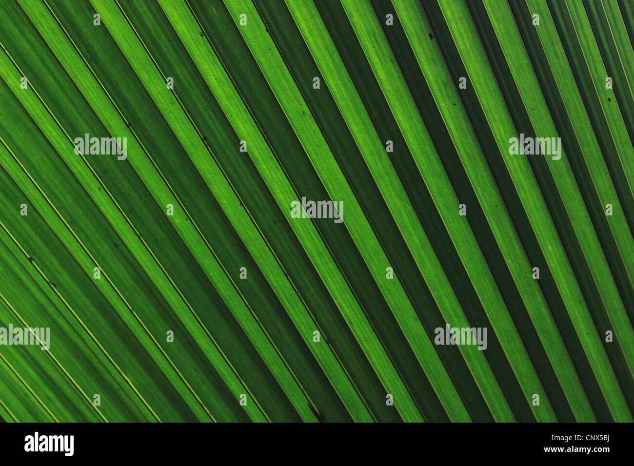 coco de mer, double coconut (Lodoicea maldivica), structure of a leaf, Seychelles, Praslin, Vallee de Mai Nationalpark Stock Photo