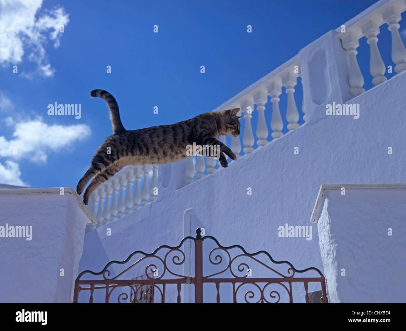 domestic cat, house cat (Felis silvestris f. catus), jumping over a gate Stock Photo