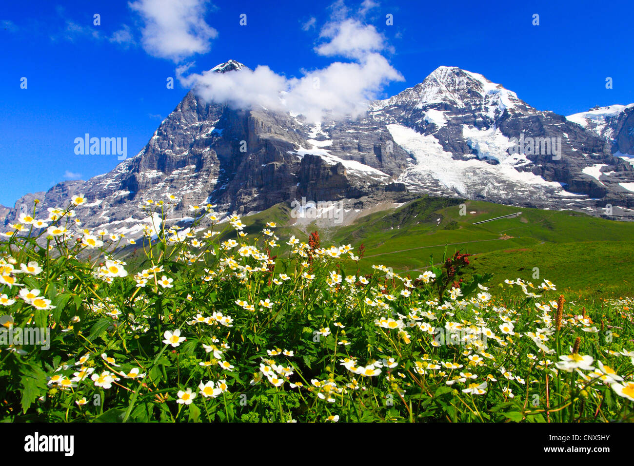 Aconite-leaf buttercup (Ranunculus aconitifolius), blooming in front of Eiger and Moench, Switzerland, Bernese Oberland Stock Photo