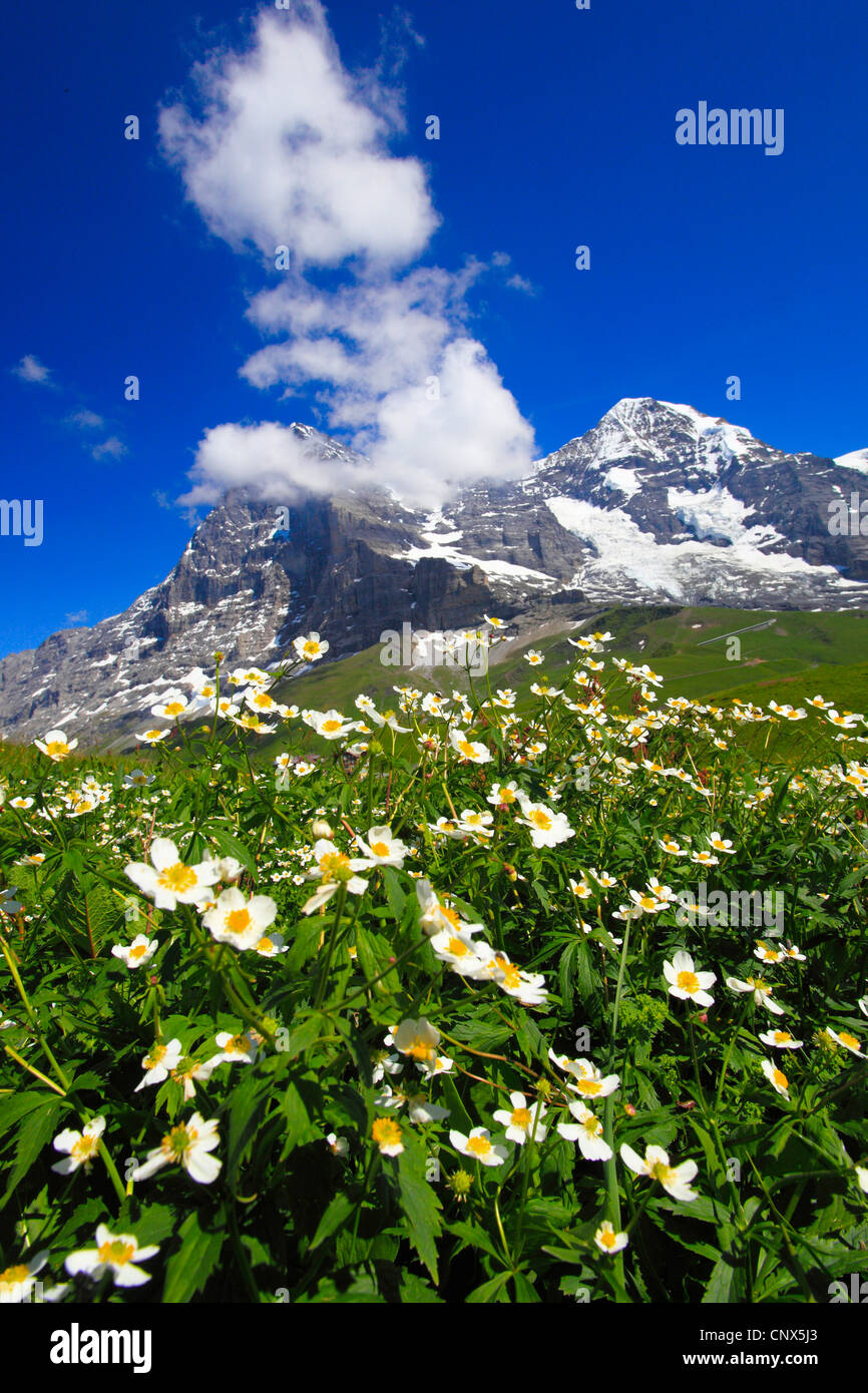 Aconite-leaf buttercup (Ranunculus aconitifolius), blooming in front of Eiger and Moench, Switzerland, Bernese Oberland Stock Photo