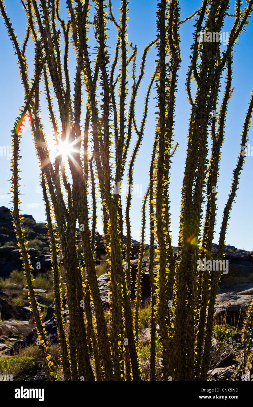 Ocotillo bush hires stock photography and images Alamy