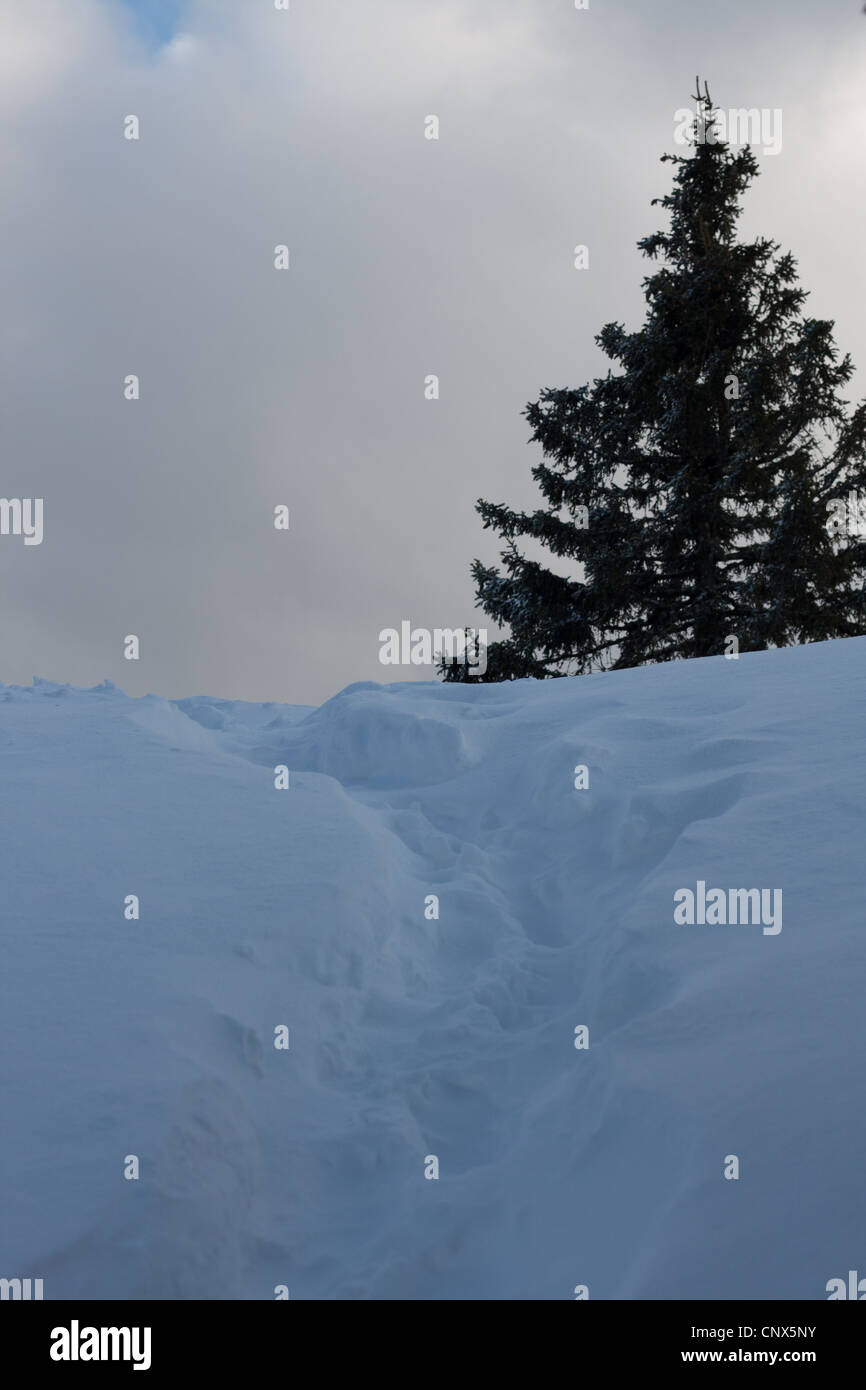 Fir snow germany hi-res stock photography and images - Alamy