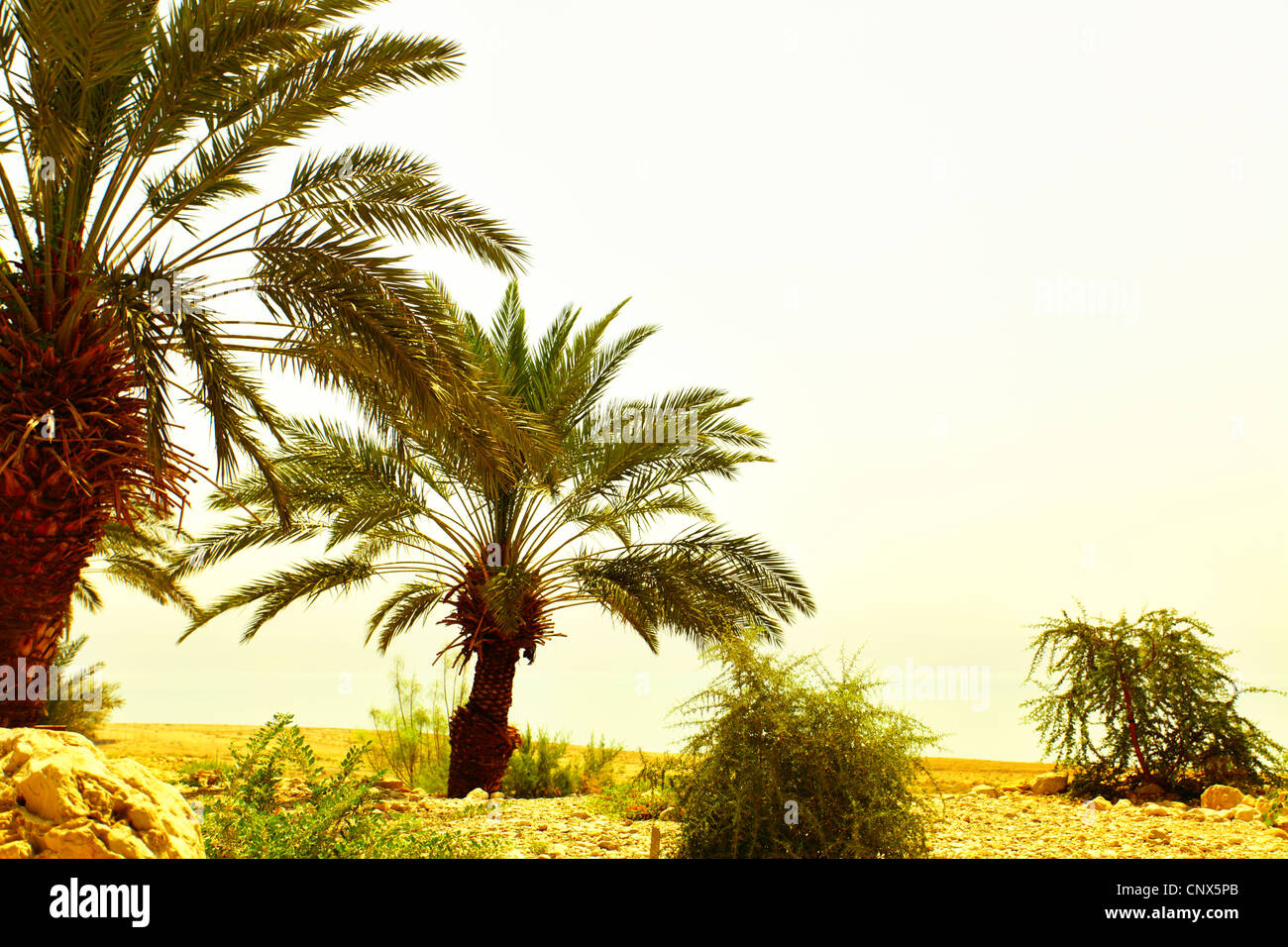 Date palms and stones, Arava desert, Israel Stock Photo