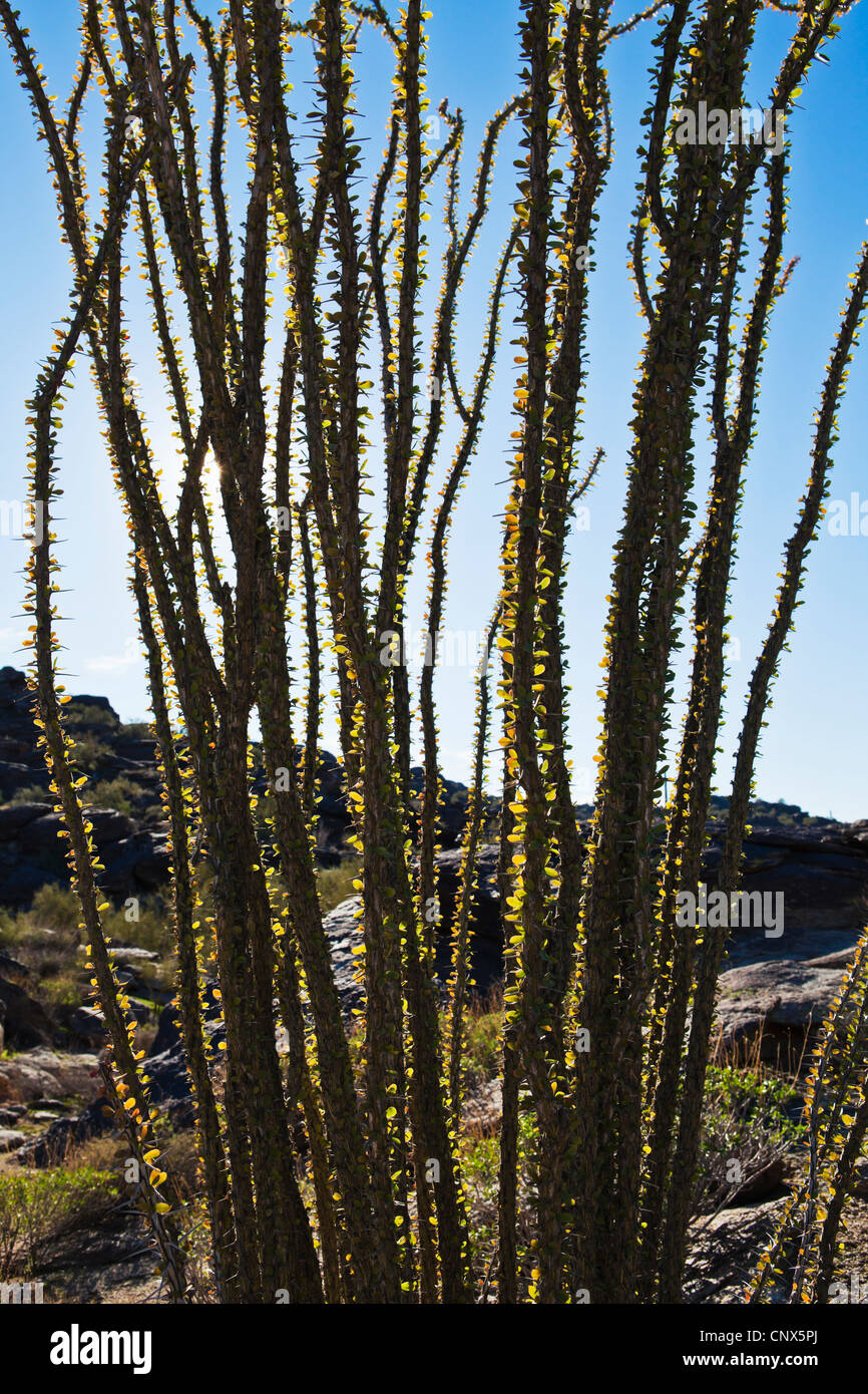 An ocotillo plant in South Mountain Park outside Phoenix, Arizona, USA