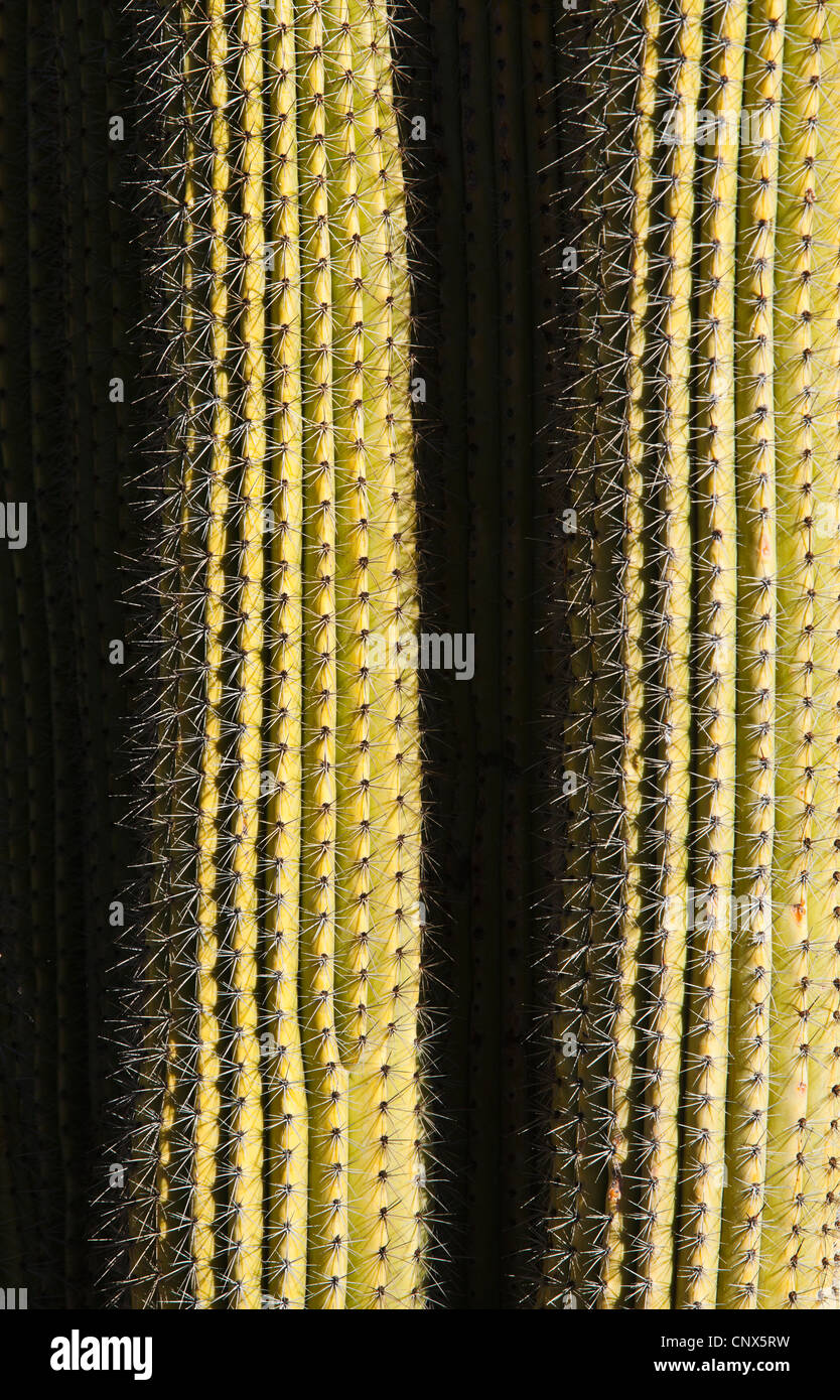 Cactus at the Phoenix Botanical Garden, Arizona. Stock Photo
