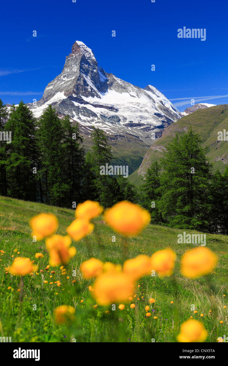 globeflower (Trollius europaeus), blooming in front of Matterhorn , Switzerland, Valais Stock Photo