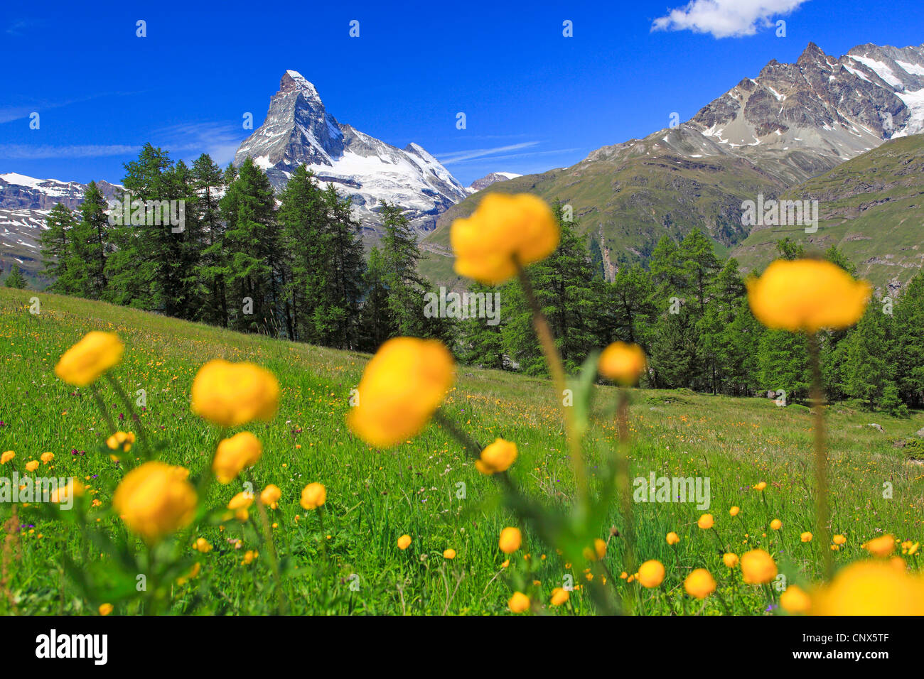 globeflower (Trollius europaeus), blooming in front of Matterhorn , Switzerland, Valais Stock Photo