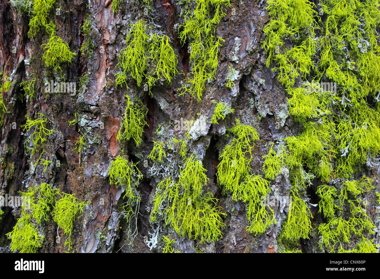 Swiss stone pine, arolla pine (Pinus cembra), bark with lichens, Switzerland, Valais Stock Photo