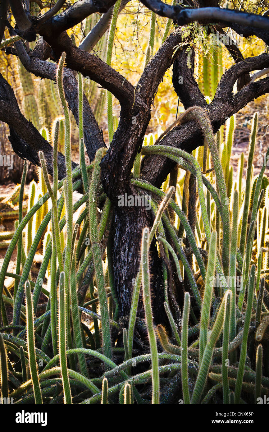 Cactus grow up and over a tree at The Phoenix Desert Botanical Garden