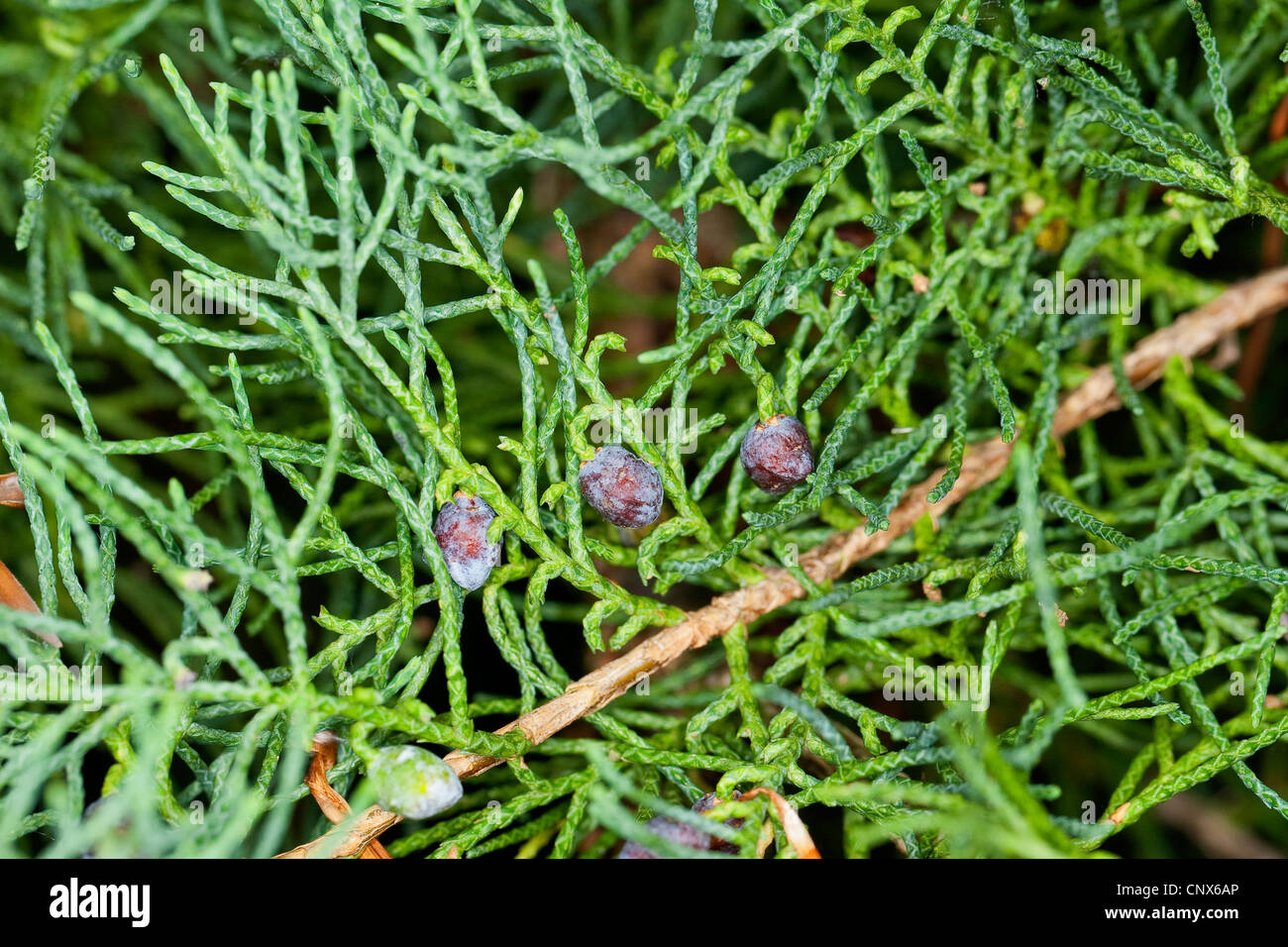 Chinese juniper (Juniperus chinensis), twig with berries Stock Photo