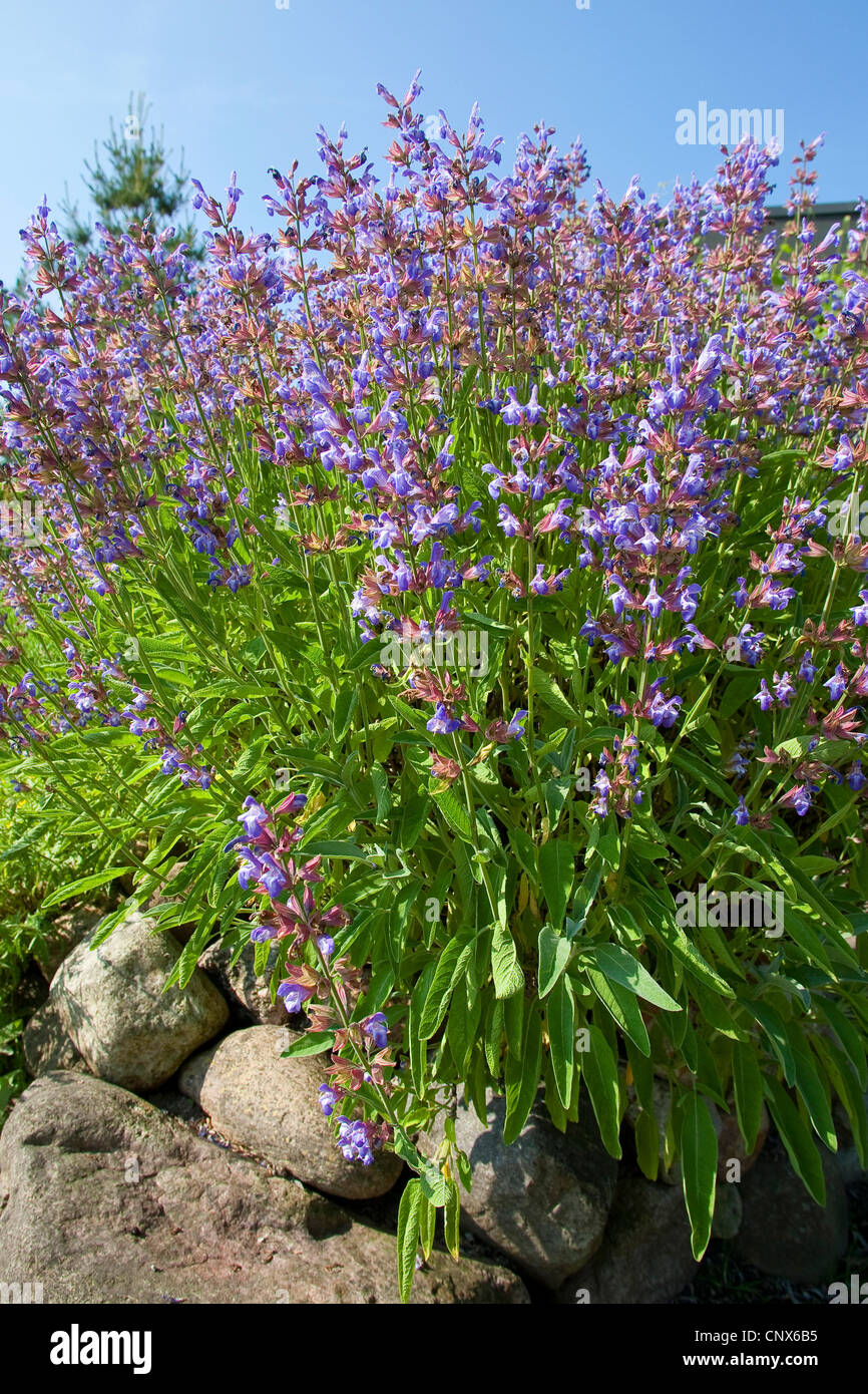 common sage, kitchen sage (Salvia officinalis), flowering in a garden Stock Photo