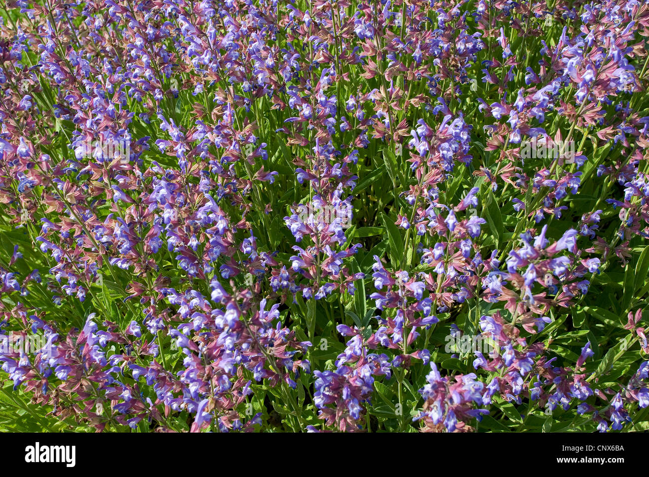 common sage, kitchen sage (Salvia officinalis), flowering Stock Photo
