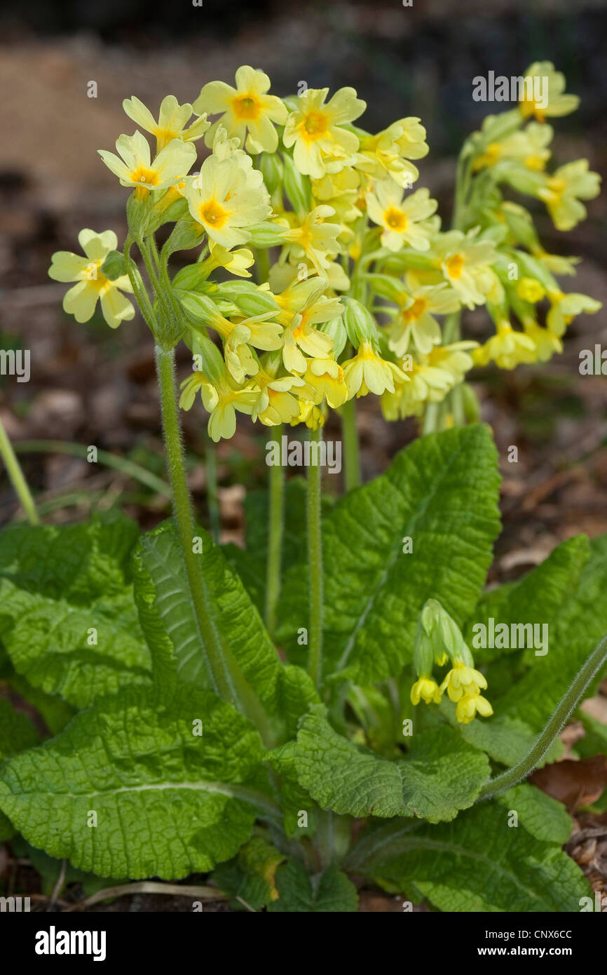 oxlip (Primula elatior), blooming, Germany Stock Photo