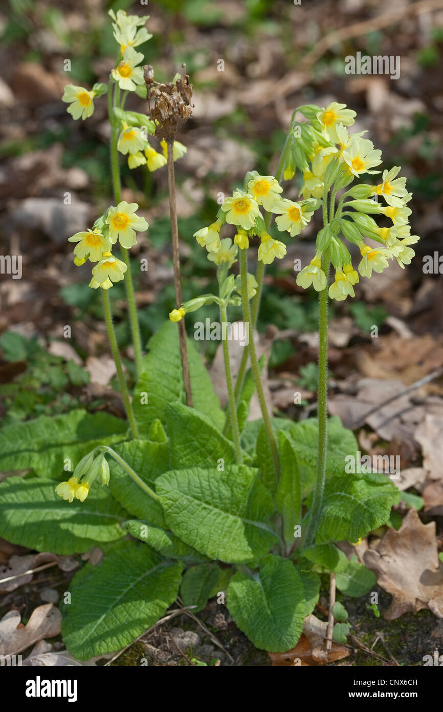 oxlip (Primula elatior), blooming, Germany Stock Photo