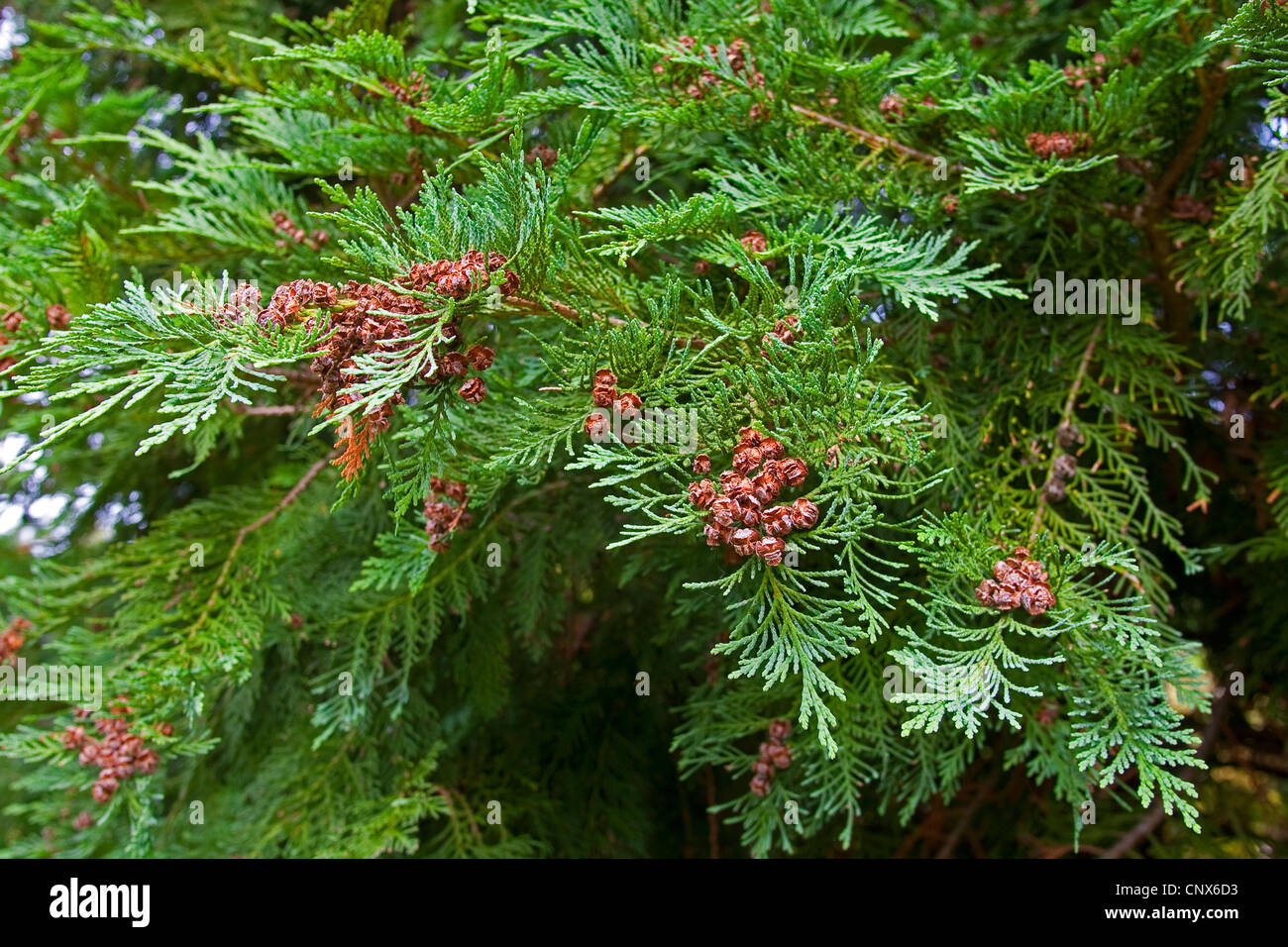 Lawson cypress, Port Orford cedar (Chamaecyparis lawsoniana), branch with cones Stock Photo