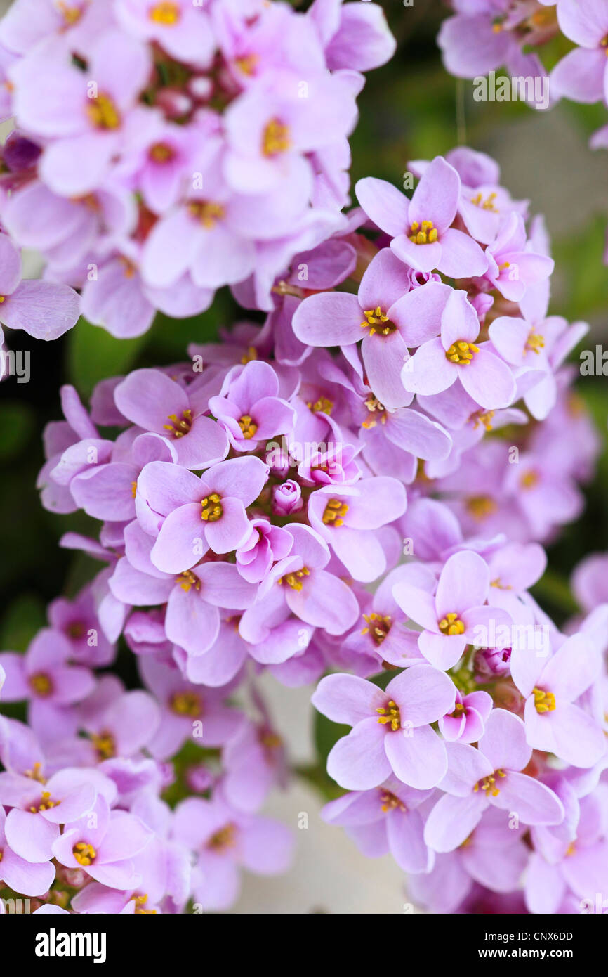 round-leaved pennycress (Thlaspi rotundifolium), blooming, Italy, Dolomites Stock Photo