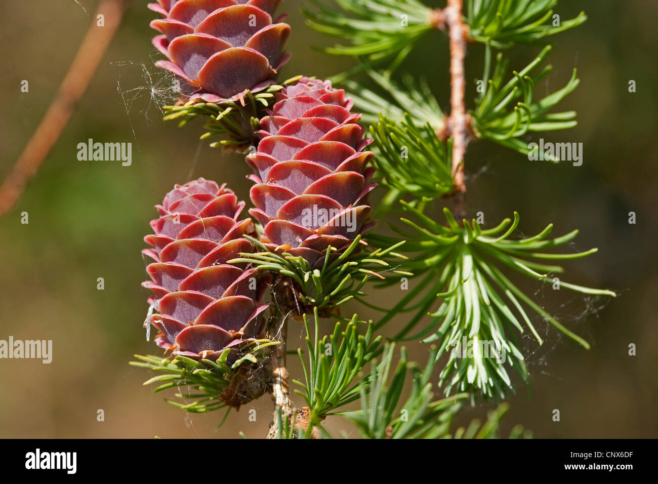 common larch, European larch (Larix decidua, Larix europaea), branch with young cones, Germany Stock Photo
