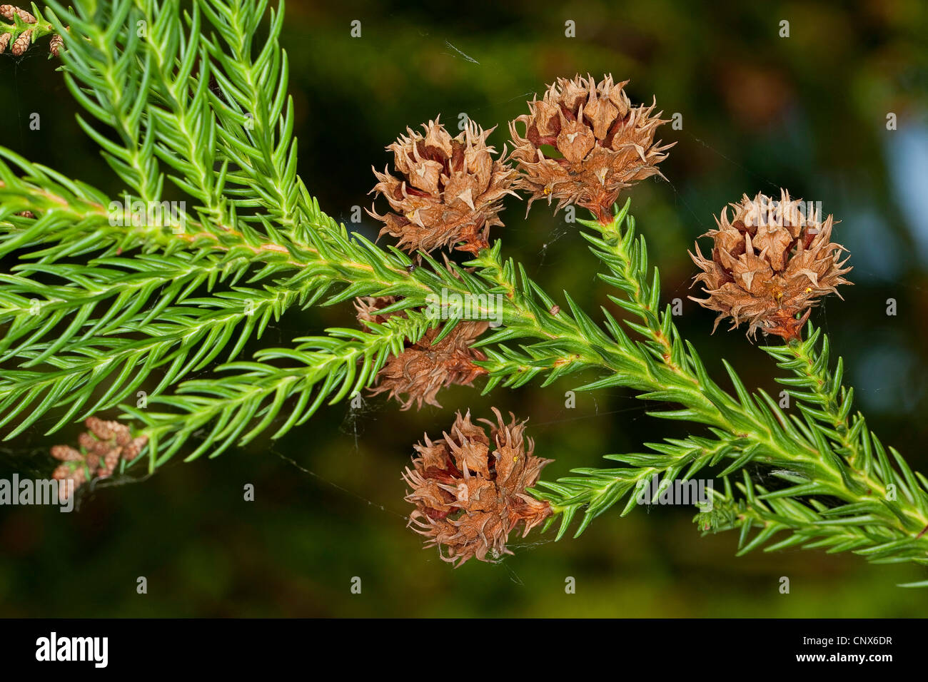 Japanese cedar (Cryptomeria japonica), branch with cones Stock Photo